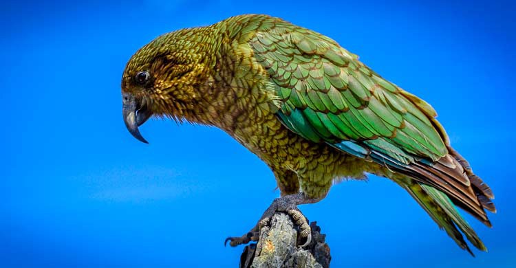 El kea es un ave que destaca por su inteligencia (iStock)
