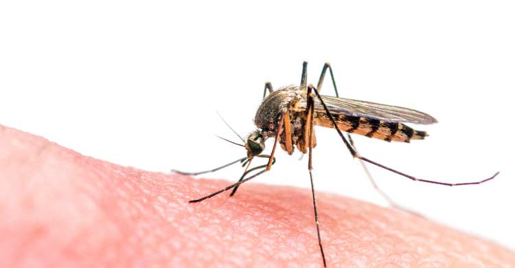 La picadura de un mosquito puede transmitir la malaria o paludismo (iStock)