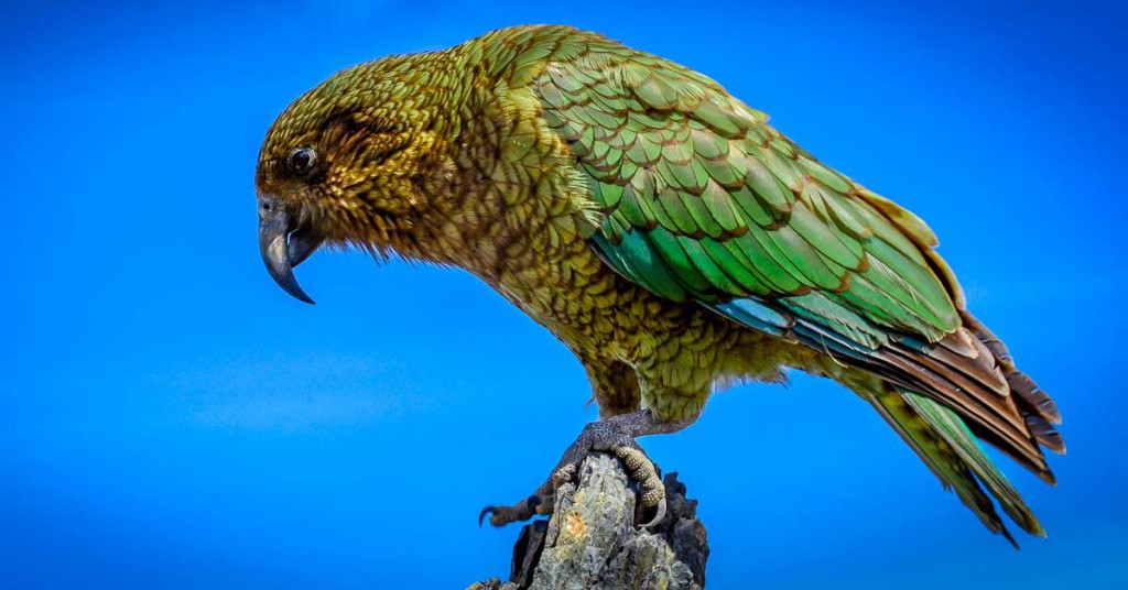Sigue leyendo 10 curiosidades de Nueva Zelanda que no conocías