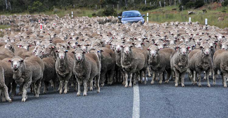 En Nueva Zelanda hay más de 70 millones de ovejas (iStock)