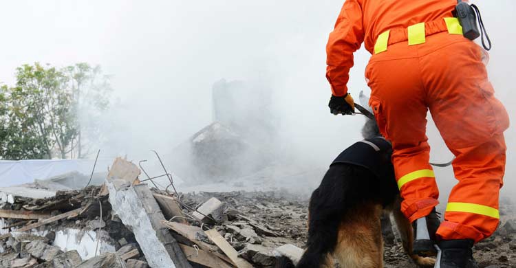 Los perros de las unidades especiales son fundamentales en los rescates tras un terremoto (iStock)