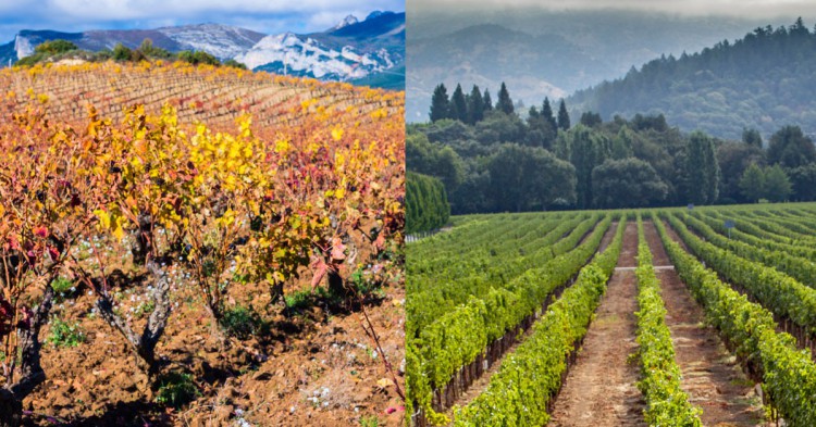 Rioja Alavesa vs Valles de California (Istock)