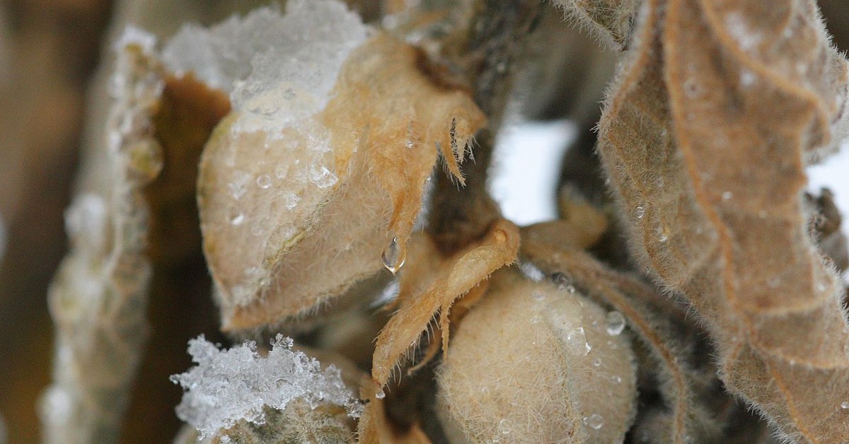 Vainas de ashwagandha. Naturalflow (Foter)