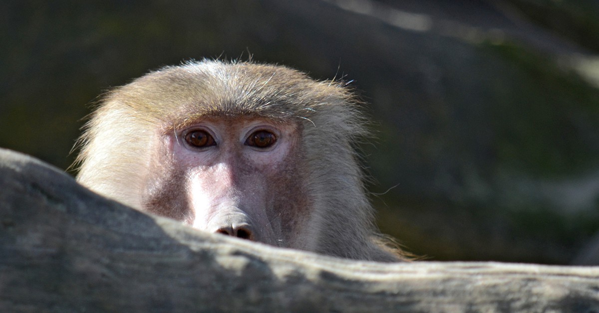 Babuino asomando. Rene Mensen (Foter)