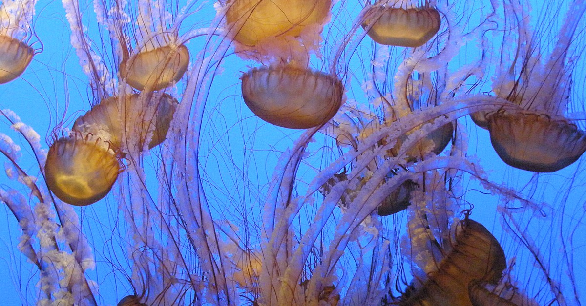 Medusas. Spiced Coffee (Foter)