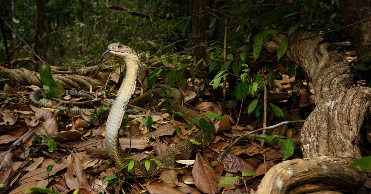 King cobra en Kaeng Krachan National Park. Tontantravel (Foter)