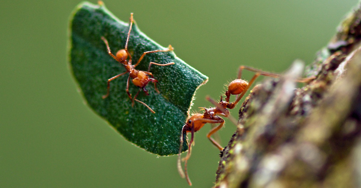 Hormigas cortadoras de hojas. Kat+sam (Foter)