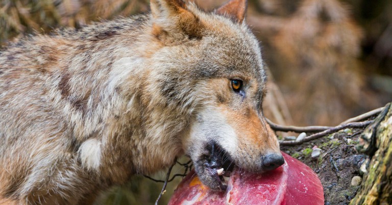 Lobo con un helado de sangre. Tambako the Jaguar (Foter)