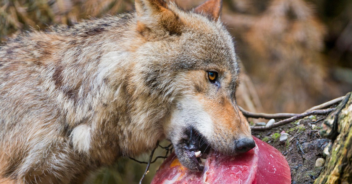 Lobo con un helado de sangre. Tambako the Jaguar (Foter)