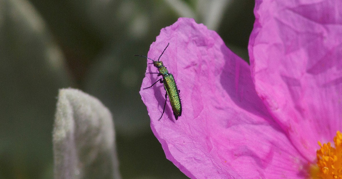 Cantárida. Amanclos (Foter)
