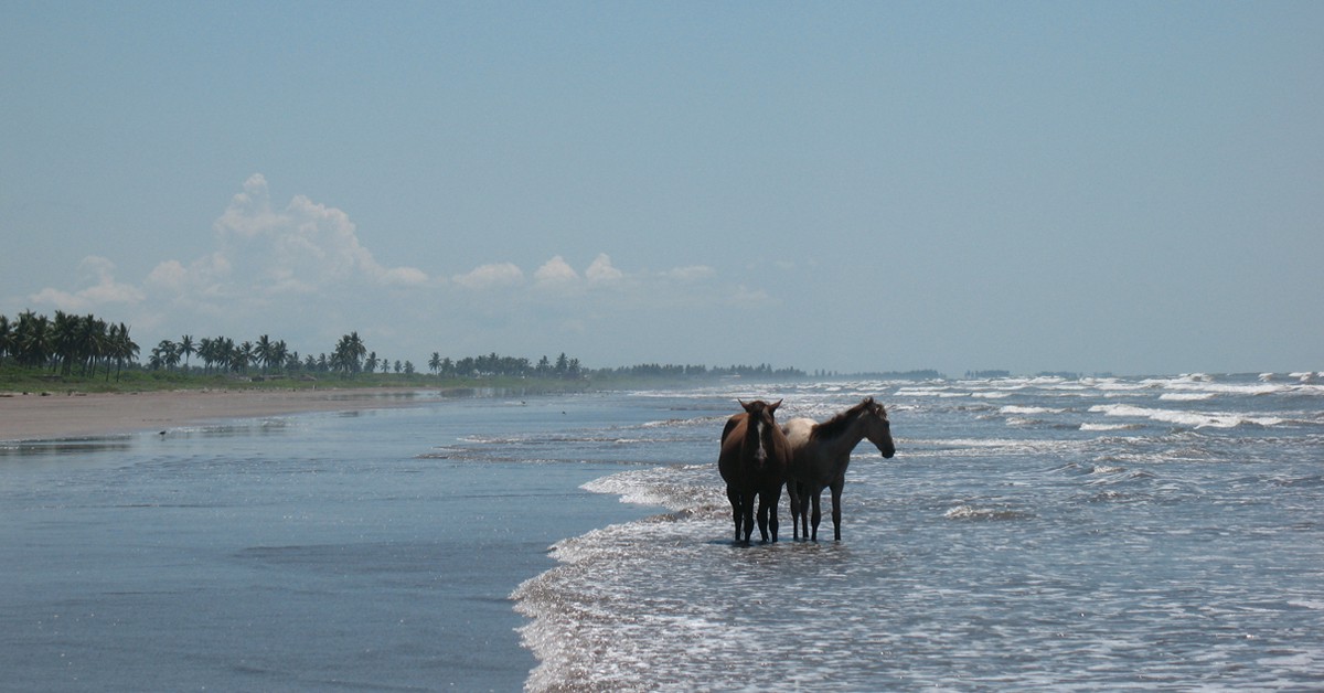 Caballos en la Playa Novillero. Christian Frausto Bernal (Foter)