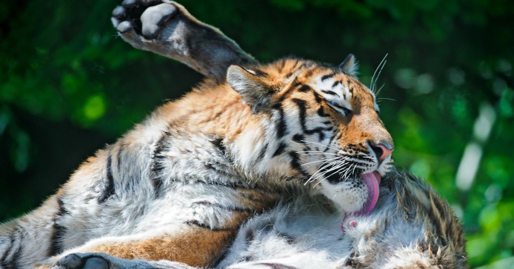 Un tigre aseándose. Tambako the Jaguar (Foter)