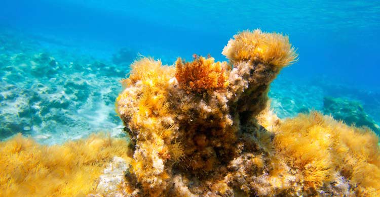 Formentera e Ibiza también acumulan belleza para bucear bajo sus aguas (iStock)
