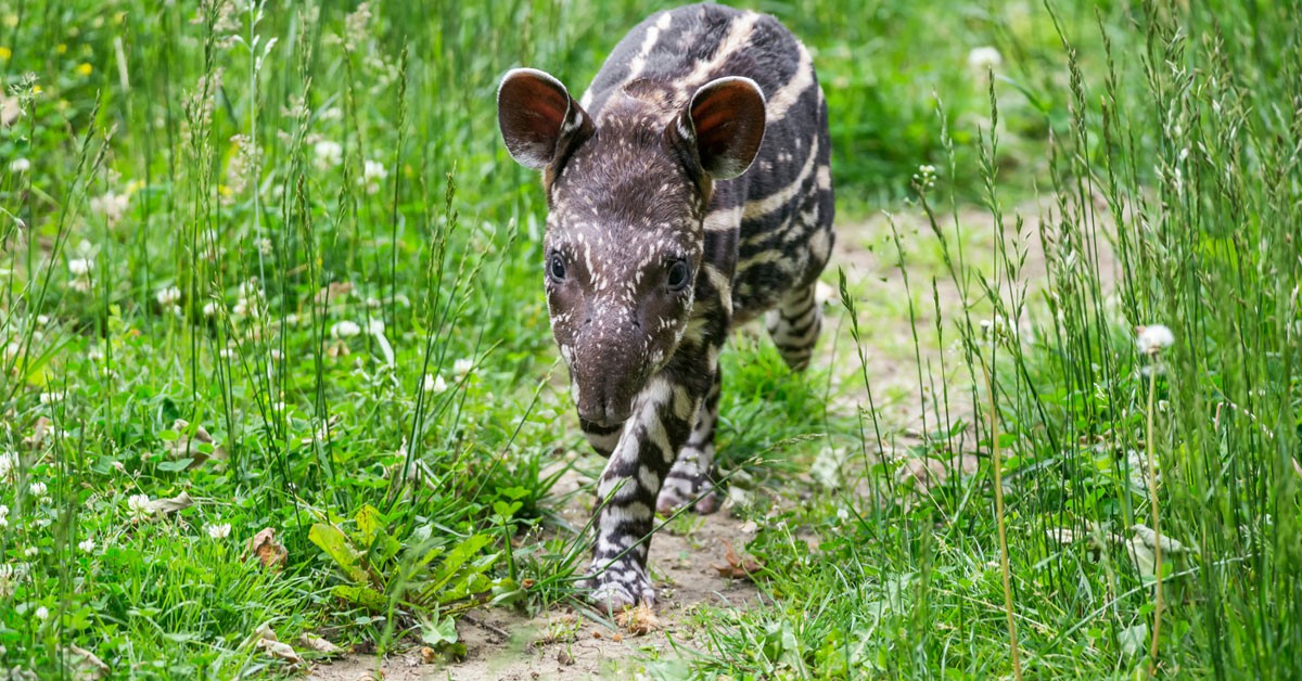 bebe tapir (Istock)