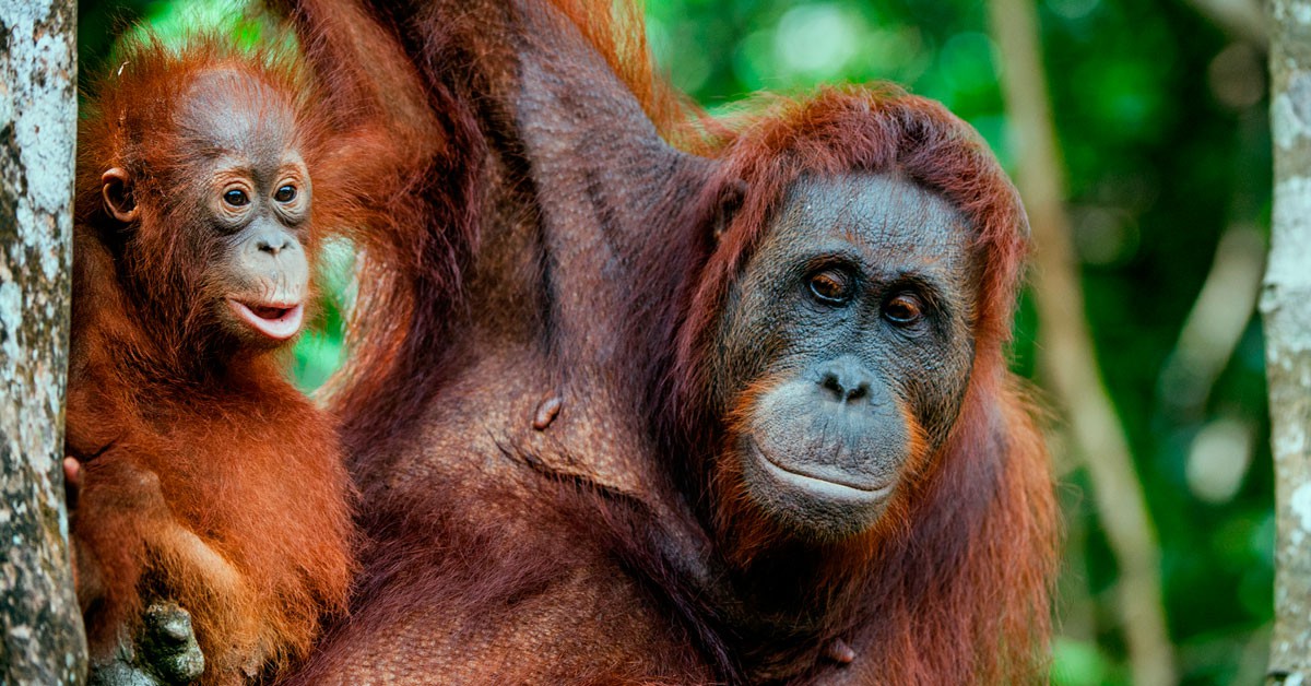 Bebe orangután (Istock)