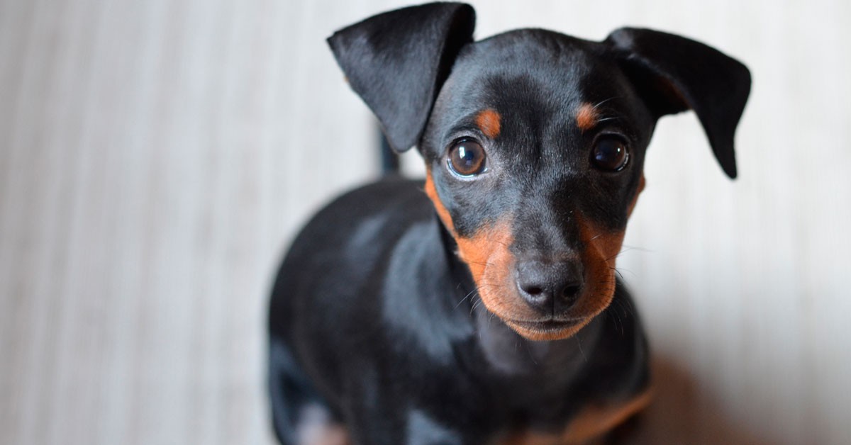 cachorro Pinscher (Istock)