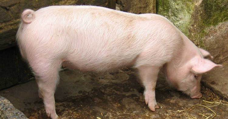Los cerdos no pueden tener un nombre al azar (Flickr)