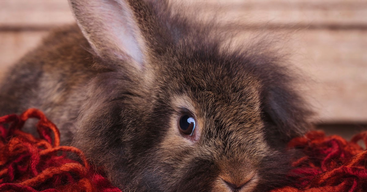 conejo cabeza de león (Istock)