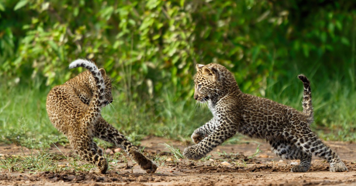 leopardos jugando (Istock)