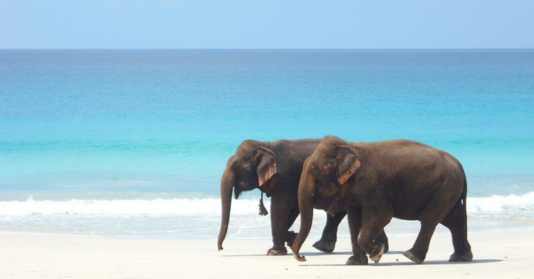 No lleves a tu 'mascota' a la playa (Flickr)