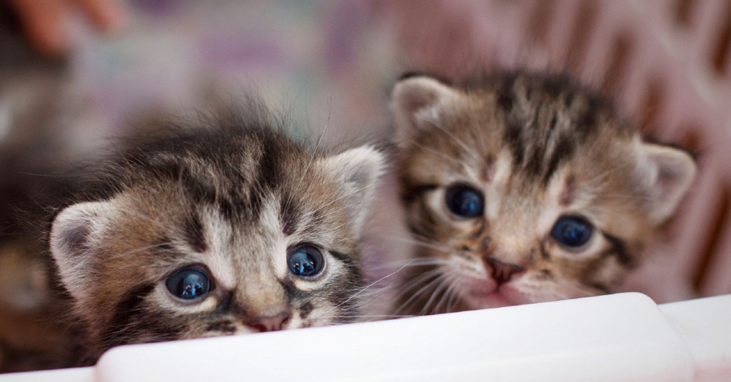 Sigue leyendo Los 15 animales más adorables del mundo