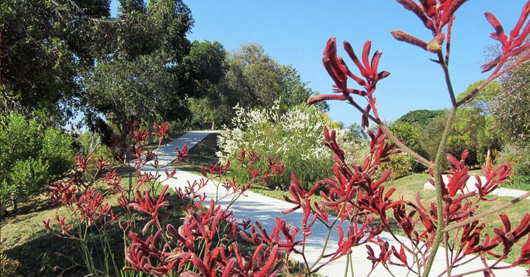 Botánico de Barcelona (commons.wikimedia.org/wiki/User:Jvhertum)