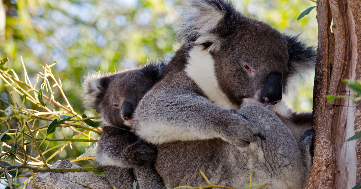 koalas (Istock)