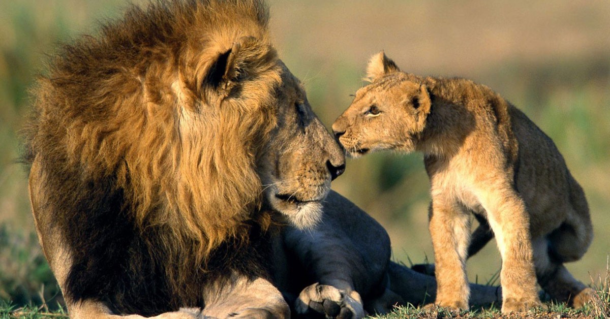 León africano (Istock)