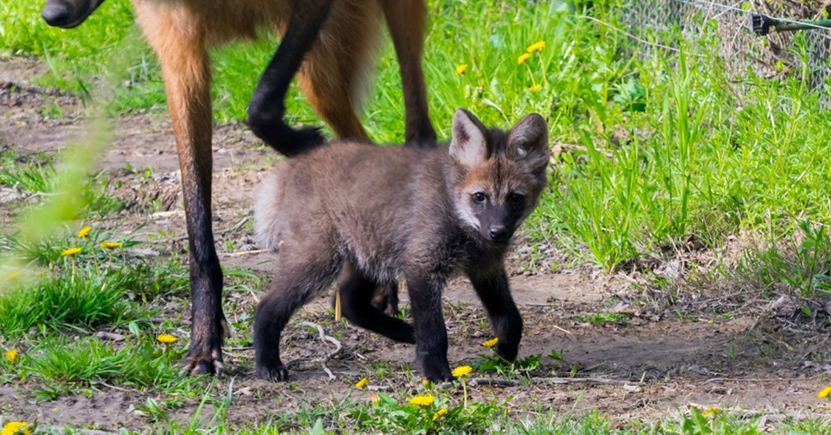 Cachorro Lobo Crin (Istock)