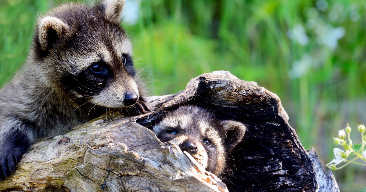 mapaches bebes jugando (Istock)