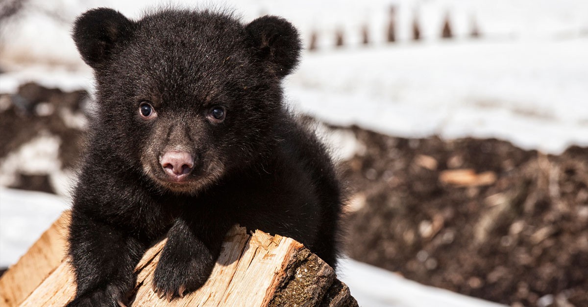 cachorro oso negro (Istock)
