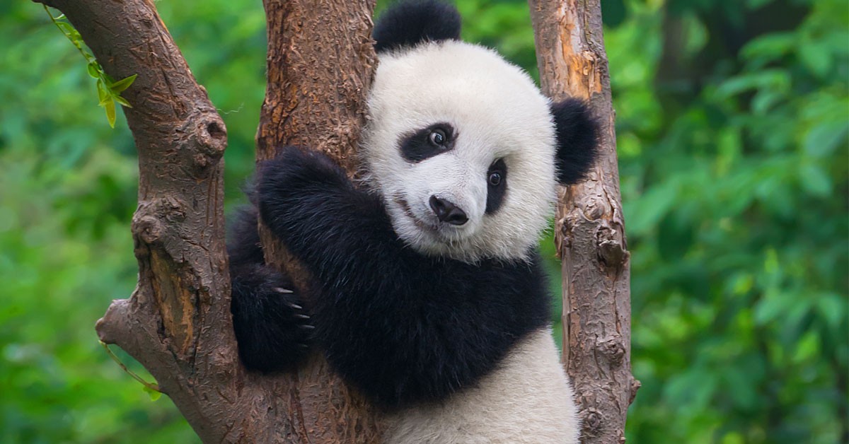 Oso panda (Istock)