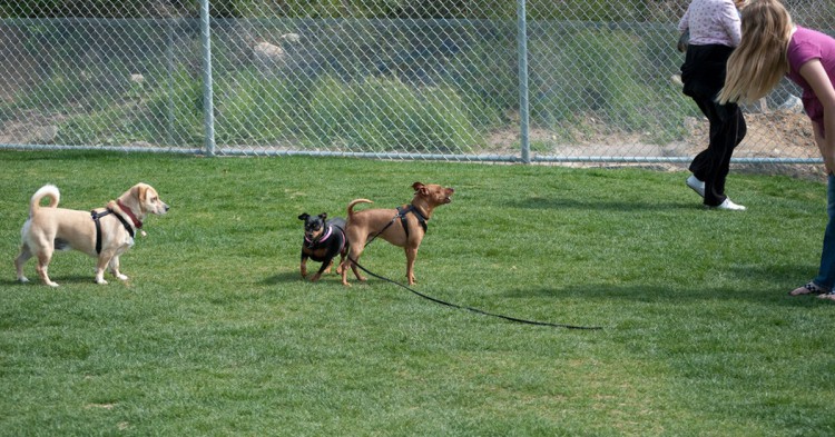 Pasear a tu perro puede ser una experiencia 'diferente' (Flickr)