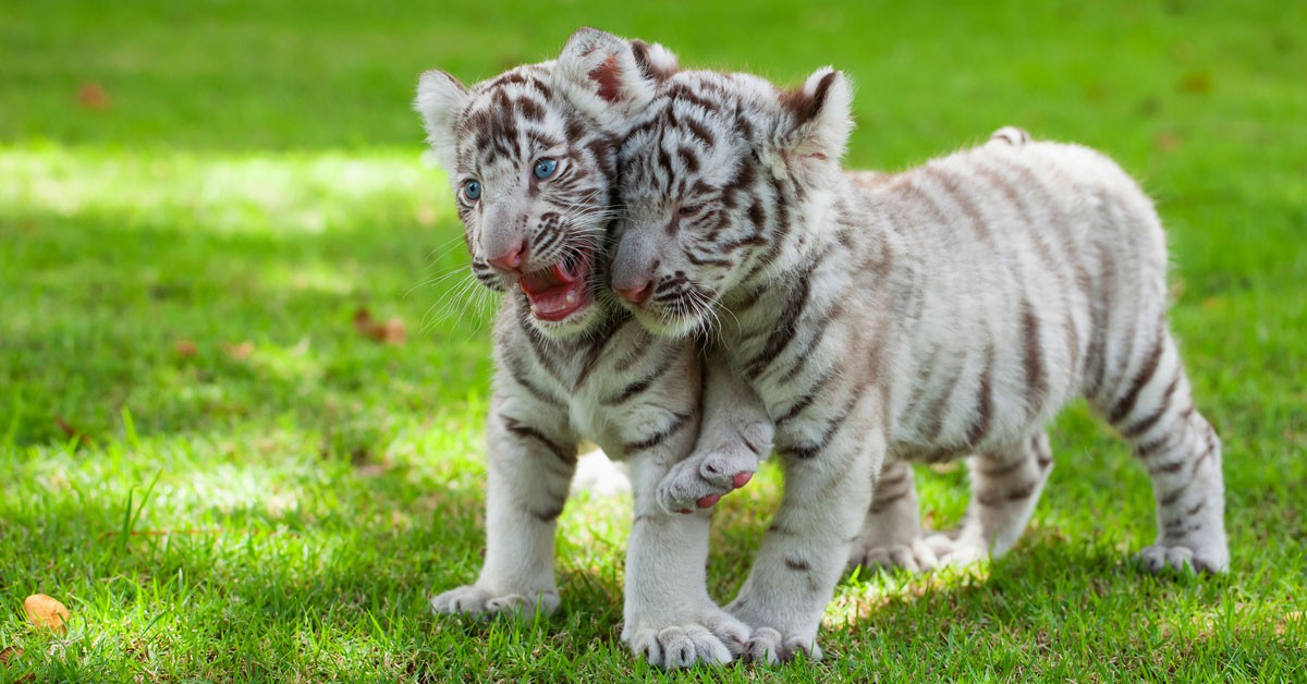 Tigres blancos (Istock)