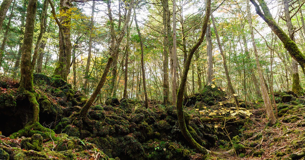 Aokigahara, Japón (iStock)
