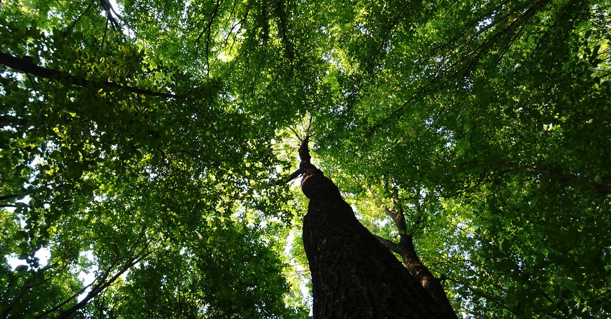 Hoia-Baciu, Transilvania (iStock)