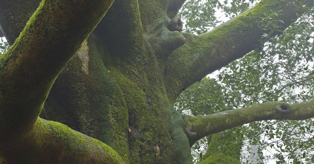 Broceliande, Francia (iStock)