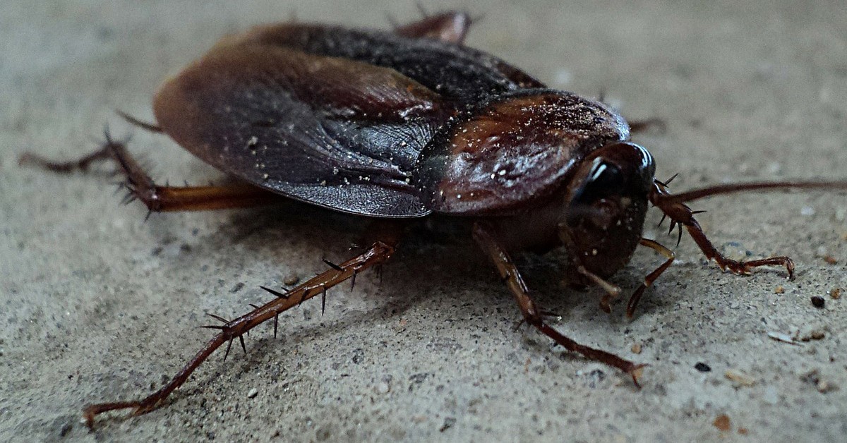 Comer cucarachas (Pixabay)