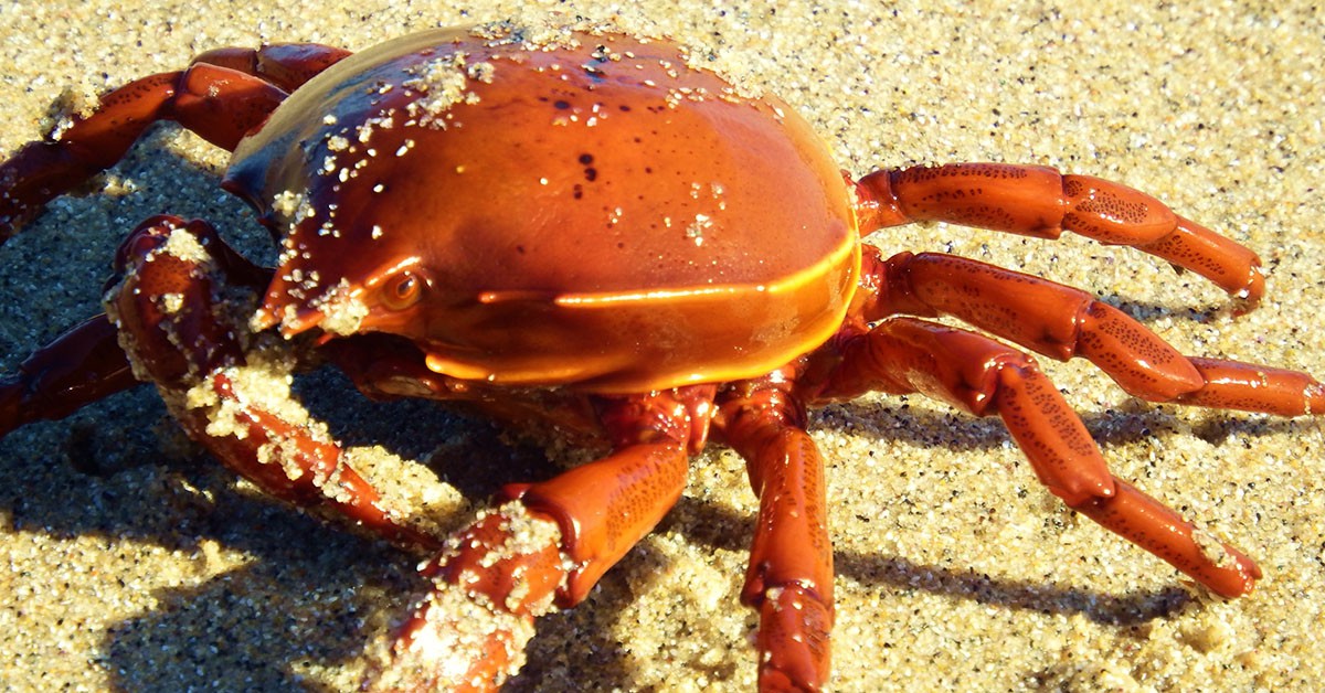 Cangrejo real de Kamchatka (iStock)