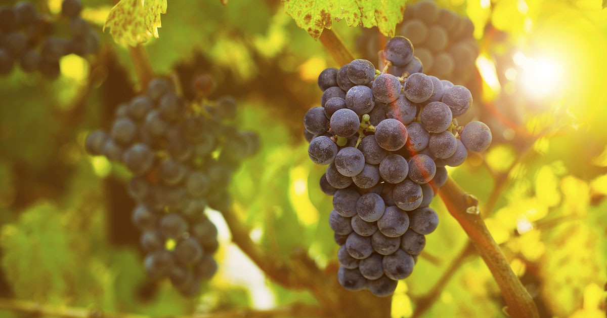 Cooperativa San Isidro de Belmonte (iStock)