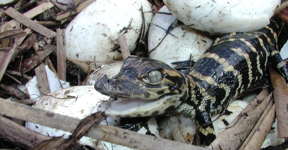 Comer huevos de cocodrilo (Pixabay)