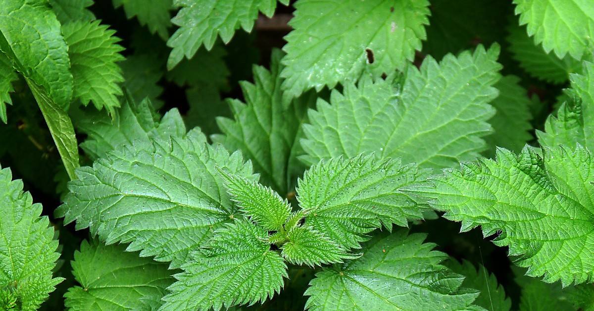 Comer ortigas (Pixabay)