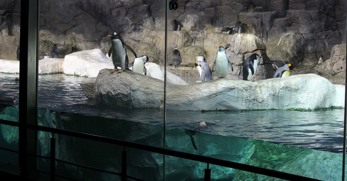 Pingüinos. Faunia, parque temático de la naturaleza (Facebook)