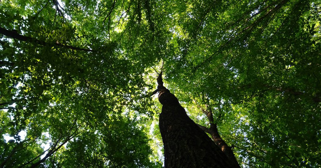 Sigue leyendo 7 bosques del mundo con leyendas impresionantes