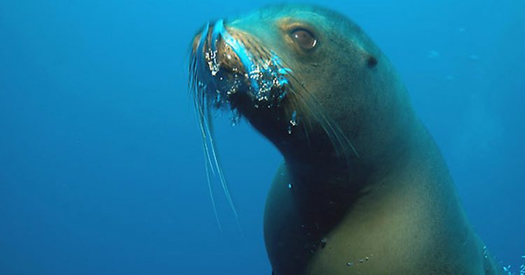 Los increíbles leones de las Islas Galápagos (Flickr)