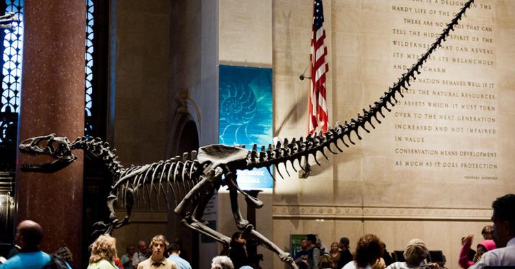 Museo de Historia Natural en Nueva York (Flickr)