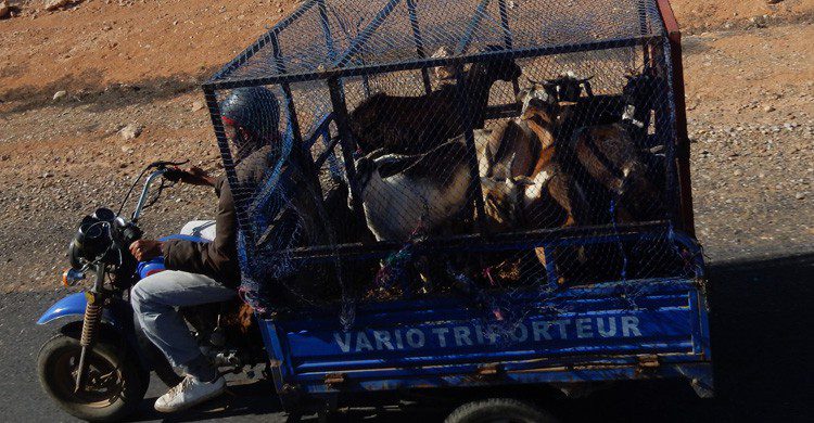 Es frecuente encontrarte con todo tipo de vehículos en el camino (Flickr)