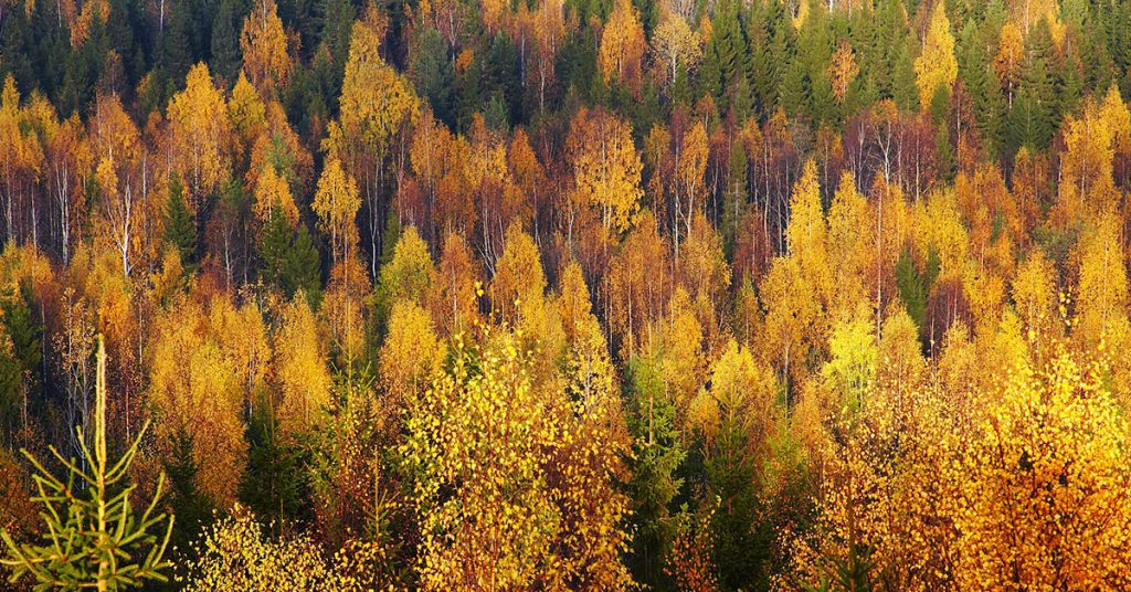 5 Finlandia