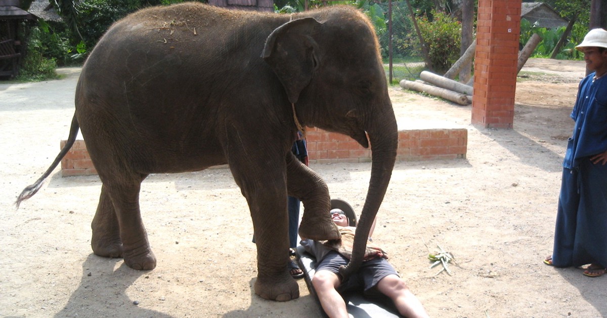 Masaje de elefante (macloop, Foter)