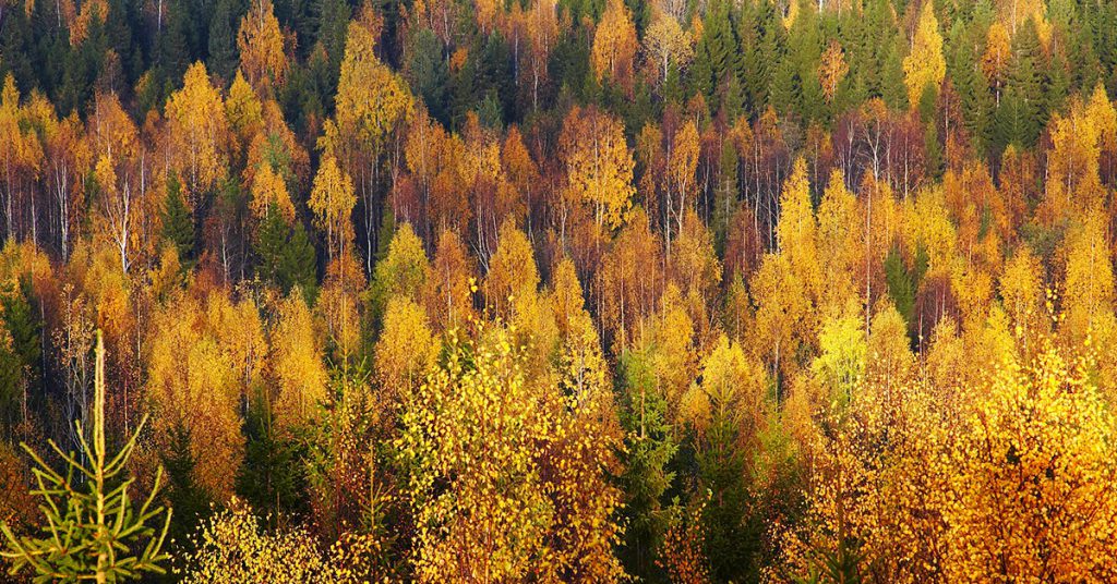 Sigue leyendo Los mejores destinos a los que viajar este otoño
